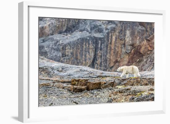 Adult Polar Bear (Ursus Maritimus) in the Mist in the Savage Islands-Michael-Framed Photographic Print