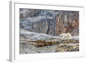 Adult Polar Bear (Ursus Maritimus) in the Mist in the Savage Islands-Michael-Framed Photographic Print