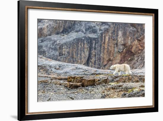 Adult Polar Bear (Ursus Maritimus) in the Mist in the Savage Islands-Michael-Framed Photographic Print