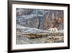 Adult Polar Bear (Ursus Maritimus) in the Mist in the Savage Islands-Michael-Framed Photographic Print