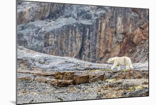 Adult Polar Bear (Ursus Maritimus) in the Mist in the Savage Islands-Michael-Mounted Photographic Print