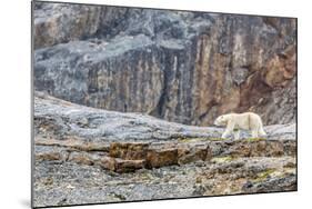 Adult Polar Bear (Ursus Maritimus) in the Mist in the Savage Islands-Michael-Mounted Photographic Print