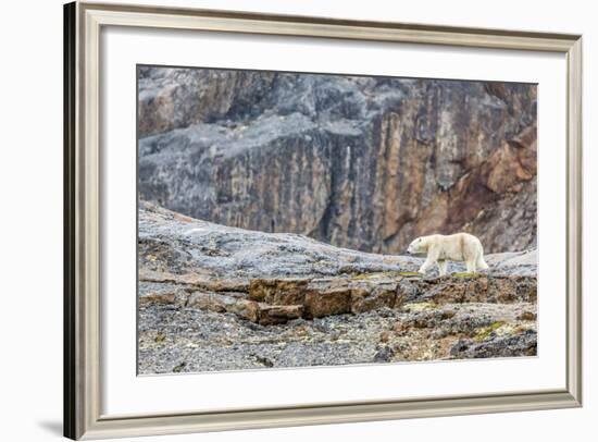 Adult Polar Bear (Ursus Maritimus) in the Mist in the Savage Islands-Michael-Framed Photographic Print