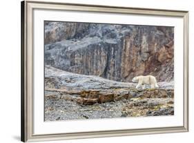 Adult Polar Bear (Ursus Maritimus) in the Mist in the Savage Islands-Michael-Framed Photographic Print