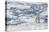 Adult Polar Bear (Ursus Maritimus) Leaping from Ice Floe-Michael-Stretched Canvas