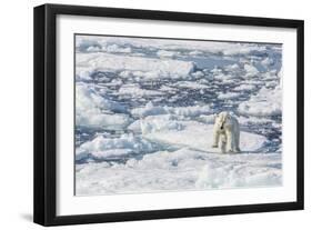 Adult Polar Bear (Ursus Maritimus) Leaping from Ice Floe-Michael-Framed Photographic Print