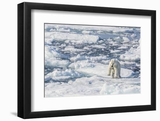 Adult Polar Bear (Ursus Maritimus) Leaping from Ice Floe-Michael-Framed Photographic Print