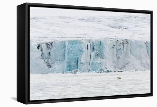 Adult Polar Bear (Ursus Maritimus) Near Glacier Face in Storfjord-Michael Nolan-Framed Stretched Canvas