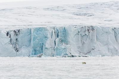 https://imgc.allpostersimages.com/img/posters/adult-polar-bear-ursus-maritimus-near-glacier-face-in-storfjord_u-L-PNF0710.jpg?artPerspective=n