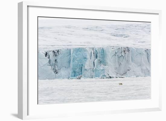 Adult Polar Bear (Ursus Maritimus) Near Glacier Face in Storfjord-Michael Nolan-Framed Photographic Print