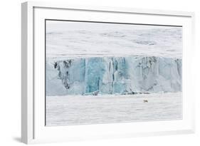 Adult Polar Bear (Ursus Maritimus) Near Glacier Face in Storfjord-Michael Nolan-Framed Photographic Print