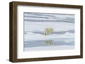 Adult Polar Bear (Ursus Maritimus) on a Recent Kill on Moffen Island-Michael Nolan-Framed Photographic Print