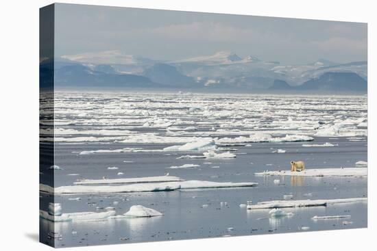 Adult Polar Bear (Ursus Maritimus) on a Seal Kill on Ice Floe-Michael-Stretched Canvas