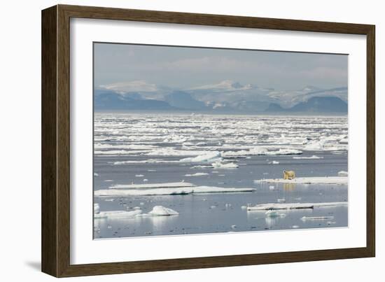 Adult Polar Bear (Ursus Maritimus) on a Seal Kill on Ice Floe-Michael-Framed Photographic Print