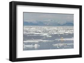 Adult Polar Bear (Ursus Maritimus) on a Seal Kill on Ice Floe-Michael-Framed Photographic Print