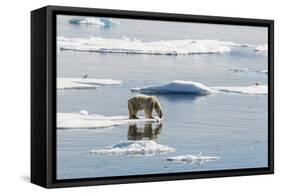 Adult Polar Bear (Ursus Maritimus) on Ice Floe-Michael-Framed Stretched Canvas