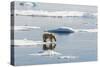 Adult Polar Bear (Ursus Maritimus) on Ice Floe-Michael-Stretched Canvas