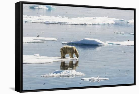 Adult Polar Bear (Ursus Maritimus) on Ice Floe-Michael-Framed Stretched Canvas