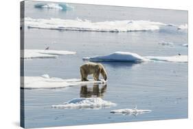 Adult Polar Bear (Ursus Maritimus) on Ice Floe-Michael-Stretched Canvas