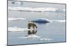 Adult Polar Bear (Ursus Maritimus) on Ice Floe-Michael-Mounted Photographic Print