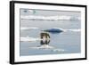 Adult Polar Bear (Ursus Maritimus) on Ice Floe-Michael-Framed Photographic Print