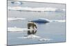 Adult Polar Bear (Ursus Maritimus) on Ice Floe-Michael-Mounted Photographic Print