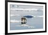 Adult Polar Bear (Ursus Maritimus) on Ice Floe-Michael-Framed Photographic Print