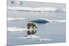 Adult Polar Bear (Ursus Maritimus) on Ice Floe-Michael-Mounted Photographic Print