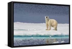 Adult Polar Bear (Ursus Maritimus) on Ice Floe-Michael-Framed Stretched Canvas
