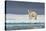 Adult Polar Bear (Ursus Maritimus) on Ice Floe-Michael-Stretched Canvas