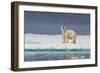 Adult Polar Bear (Ursus Maritimus) on Ice Floe-Michael-Framed Photographic Print