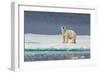 Adult Polar Bear (Ursus Maritimus) on Ice Floe-Michael-Framed Photographic Print