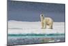 Adult Polar Bear (Ursus Maritimus) on Ice Floe-Michael-Mounted Photographic Print