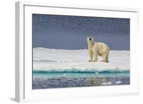 Adult Polar Bear (Ursus Maritimus) on Ice Floe-Michael-Framed Photographic Print