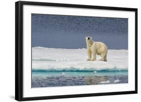 Adult Polar Bear (Ursus Maritimus) on Ice Floe-Michael-Framed Photographic Print