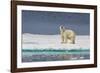 Adult Polar Bear (Ursus Maritimus) on Ice Floe-Michael-Framed Photographic Print