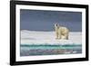 Adult Polar Bear (Ursus Maritimus) on Ice Floe-Michael-Framed Photographic Print