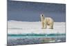 Adult Polar Bear (Ursus Maritimus) on Ice Floe-Michael-Mounted Photographic Print