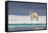 Adult Polar Bear (Ursus Maritimus) on Ice Floe-Michael-Framed Stretched Canvas
