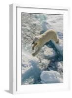 Adult Polar Bear (Ursus Maritimus) on Ice Floe-Michael-Framed Photographic Print