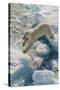 Adult Polar Bear (Ursus Maritimus) on Ice Floe-Michael-Stretched Canvas