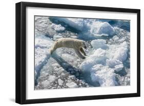 Adult Polar Bear (Ursus Maritimus) on Ice Floe-Michael-Framed Photographic Print