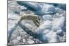 Adult Polar Bear (Ursus Maritimus) on Ice Floe-Michael-Mounted Photographic Print