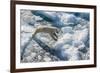 Adult Polar Bear (Ursus Maritimus) on Ice Floe-Michael-Framed Photographic Print