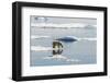 Adult Polar Bear (Ursus Maritimus) on Ice Floe-Michael-Framed Photographic Print