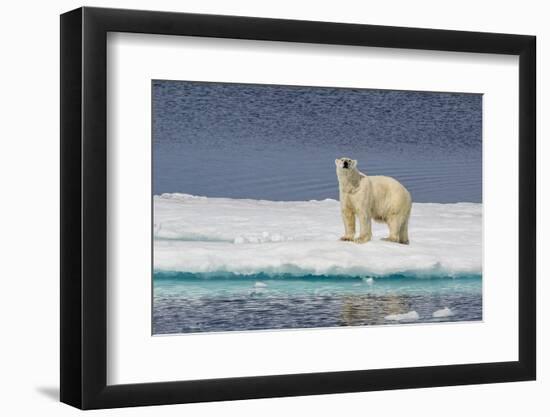 Adult Polar Bear (Ursus Maritimus) on Ice Floe-Michael-Framed Photographic Print