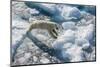 Adult Polar Bear (Ursus Maritimus) on Ice Floe-Michael-Mounted Photographic Print