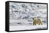 Adult Polar Bear (Ursus Maritimus) on the Ice in Bear Sound-Michael Nolan-Framed Stretched Canvas