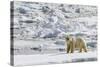 Adult Polar Bear (Ursus Maritimus) on the Ice in Bear Sound-Michael Nolan-Stretched Canvas