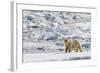 Adult Polar Bear (Ursus Maritimus) on the Ice in Bear Sound-Michael Nolan-Framed Photographic Print